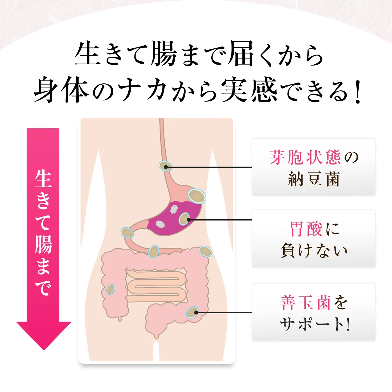 生きて腸まで届くから