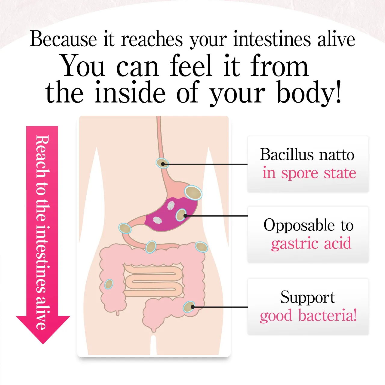Because it can reach the intestine alive