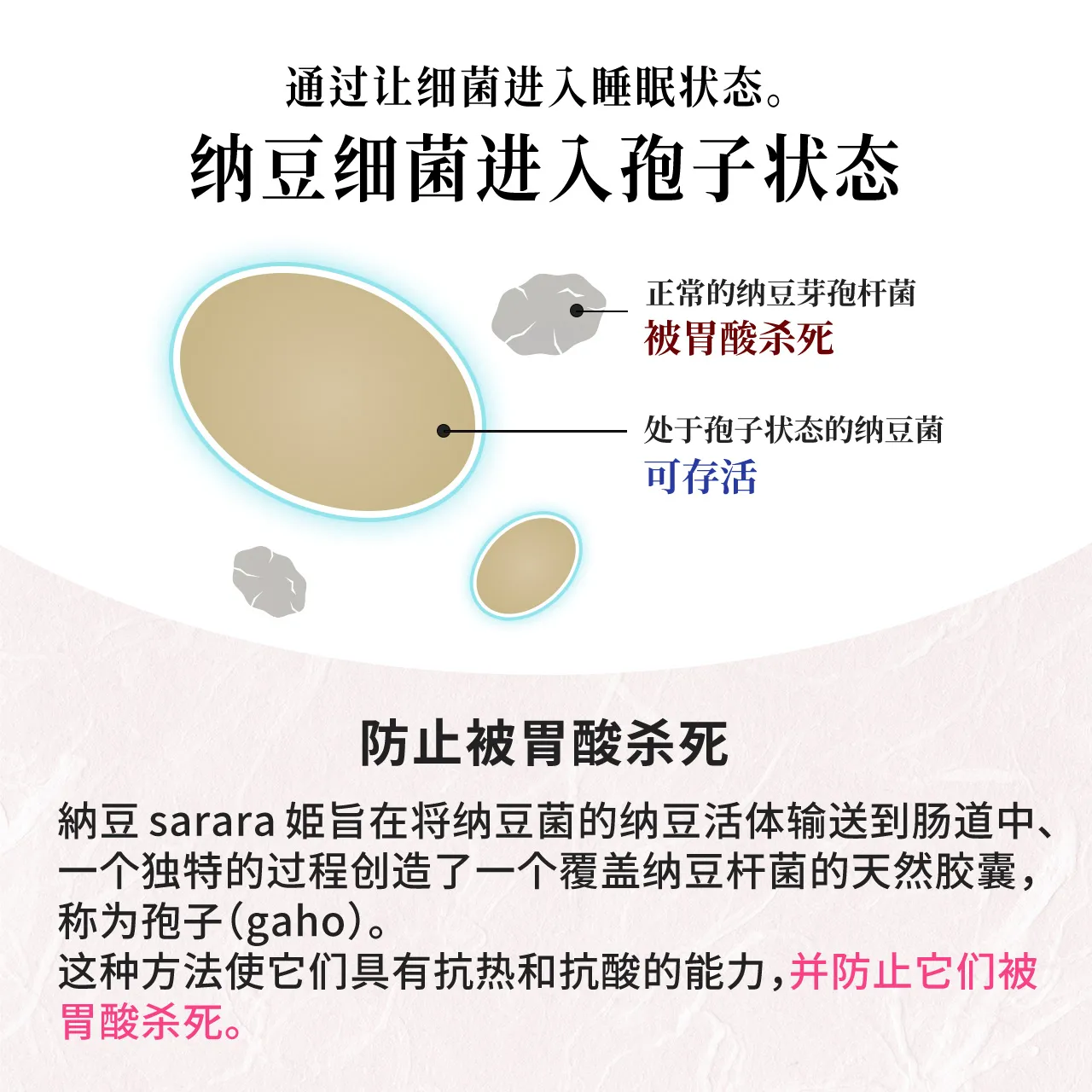 秘密是使纳托细菌孢子