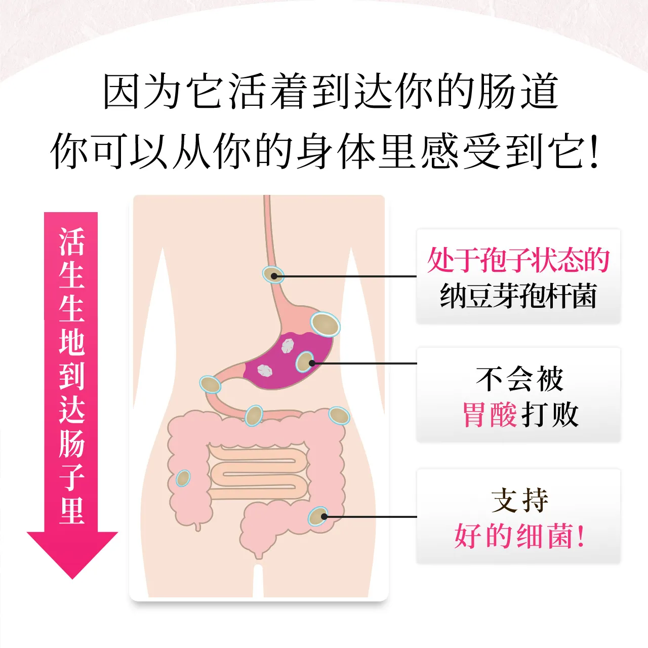 因为它可以活着到达肠子